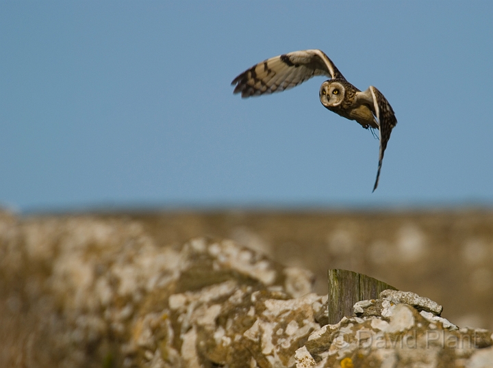 David Plant Photography - Wildlife Photographer - Short-eared owl - Y.jpg - Short-eared owl over wall - Gloucestershire
